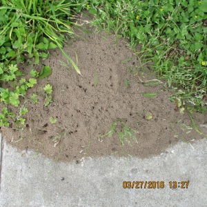 Ant hill before cinnamon